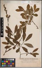Foto von Salix cinerea L.